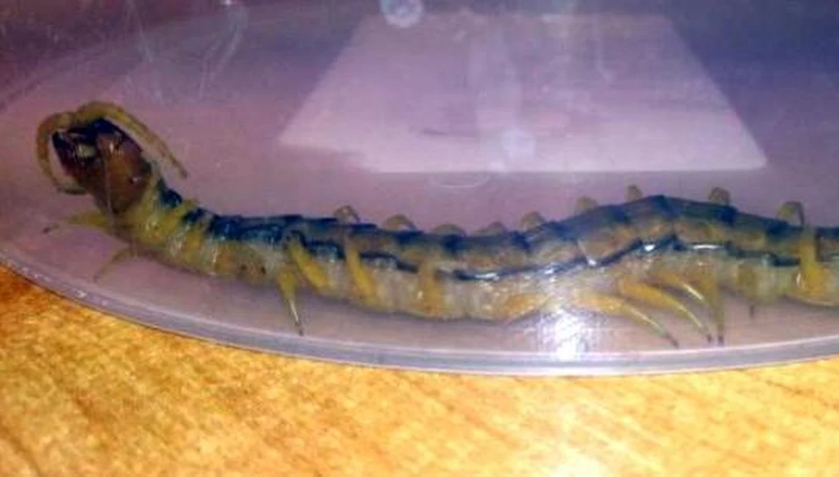 ​Stołeczni strażnicy miejscy otrzymali nietypowe zgłoszenie. Po mieszkaniu na warszawskiej Pradze-Południe miał biegać "bardzo podejrzanie wyglądający robak". Okazało się, że z prania wypełzła skolopendra paskowana. Po odłowieniu została przewieziona do zoo.