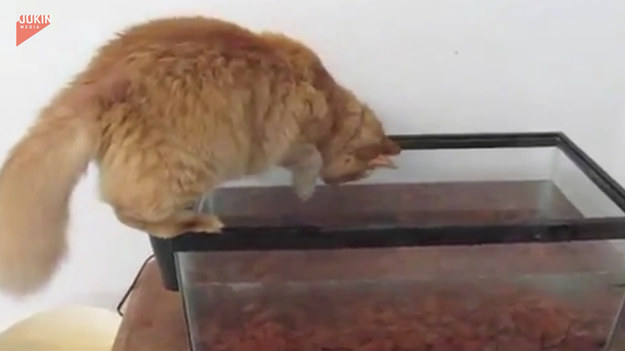 Ten kot próbował wyłowić z akwarium w domu rybę. Udało mu się?