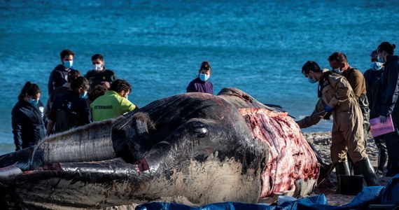 Fale wyrzuciły na plażę na Majorce 6-tonowego wieloryba. Zwierzę zdechło kilka godzin później – jak pisze Euro Weekly News – prawdopodobnie z powodu zatrucia plastikiem.