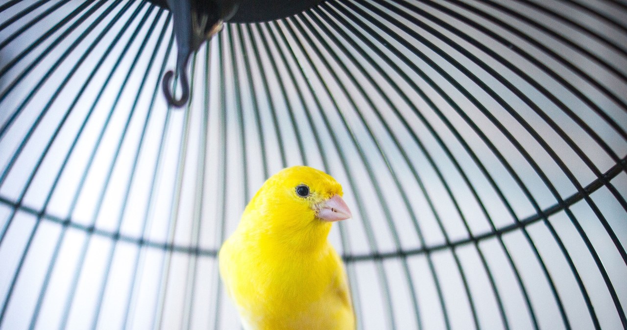 Podali samicom kanarka testosteron. Po latach zaczęły śpiewać