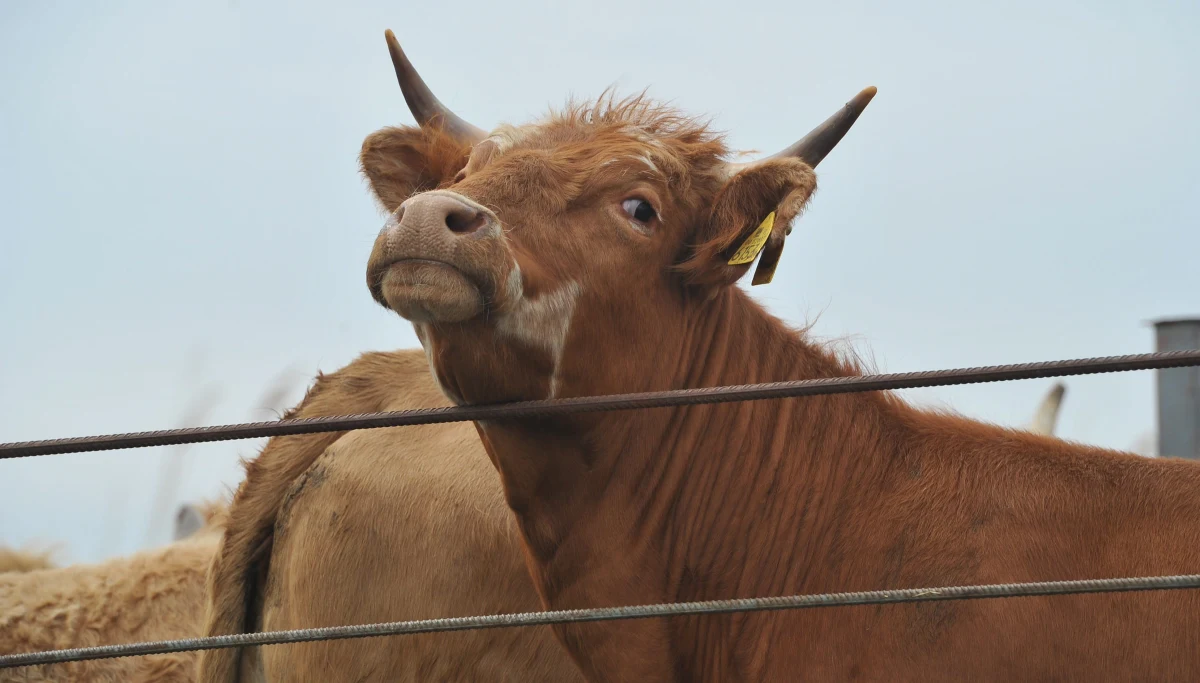 ​Mięso z nielegalnego uboju trafiło do 10 krajów oraz do około 20 punktów w Polsce. Jest ono obecnie wycofywane, mięso w sklepach jest bezpieczne - poinformował na konferencji prasowej Główny Lekarz Weterynarii Paweł Niemczuk.