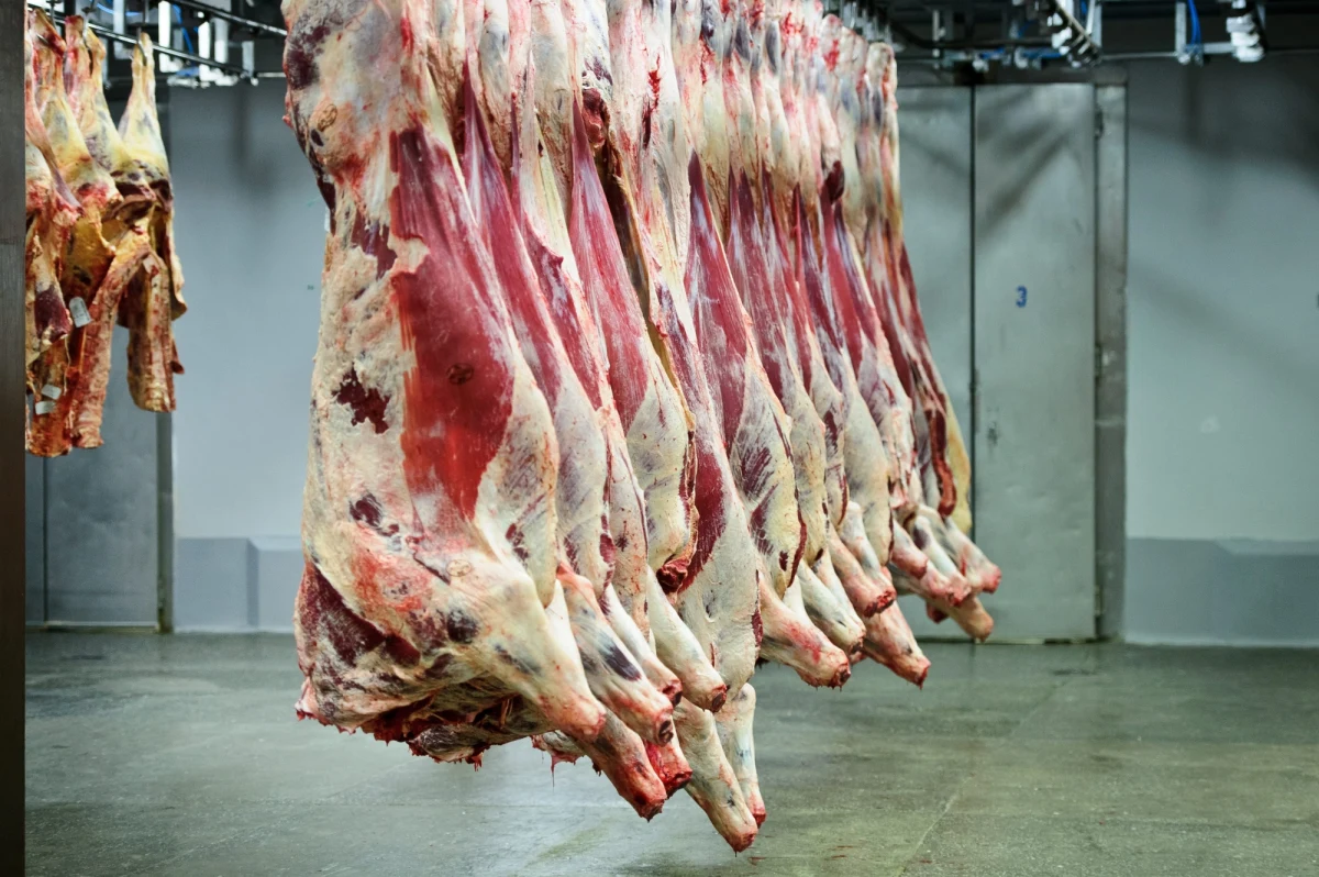 Prawie 300 kg wołowiny z chorego bydła z Polski trafiło do restauracji i szkół na Słowacji - poinformował szef słowackiej służby weterynaryjnej (SVPS) Jozef Biresz.