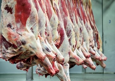 Francja: Znaleziono prawie 800 kg mięsa chorych krów z Polski