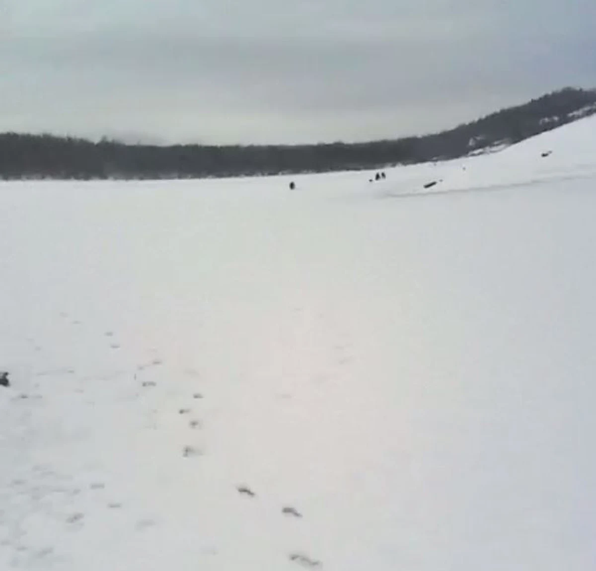 Wataha wilków zaatakowała dzikie zwierzęta na zamarzniętych wodach Jeziora Solińskiego na Podkarpaciu. W miejscowości Horodek gmina Czarna, wędkarz, natchnął się na szczątki łani. 