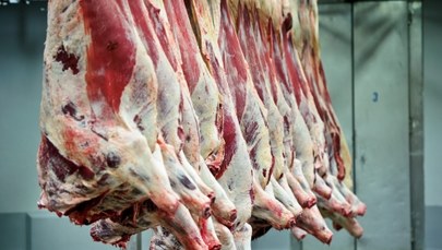 Afera z mięsem chorych krów. Co będą badać unijni inspektorzy?