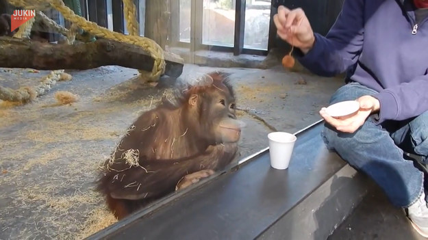 Mężczyzna pokazał orangutanowi magiczną sztuczkę. Jak zareaguje zwierzę? 