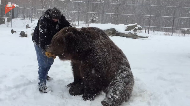 To dość rzadki widok. Mimo to, ten niedźwiedź uwielbia się przytulać do swojego opiekuna. 
