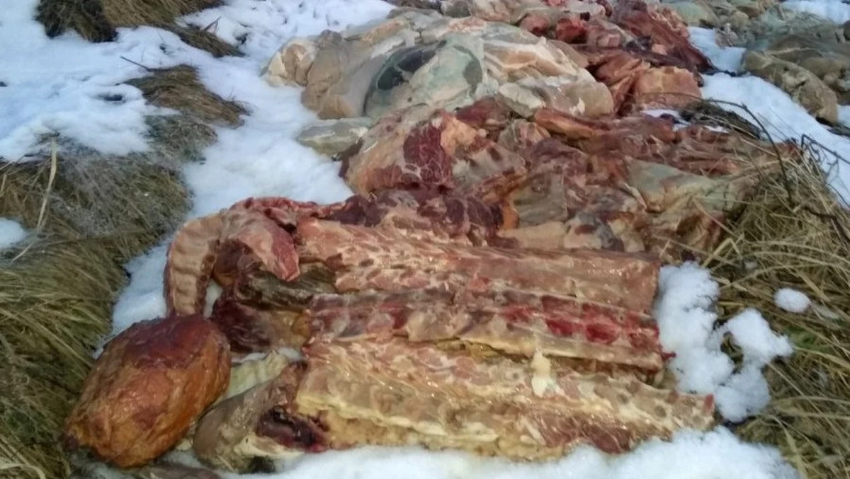 Ogromne ilości mięsa znaleziono na nieużytkach rolnych w okolicach Libiąża niedaleko Chrzanowa w Małopolsce. Policję poinformował jeden z mieszkańców. Zdjęcia mięsa wyrzuconego w okolicach Libiąża opublikował Przelom.pl - Portal Ziemi Chrzanowskiej.
