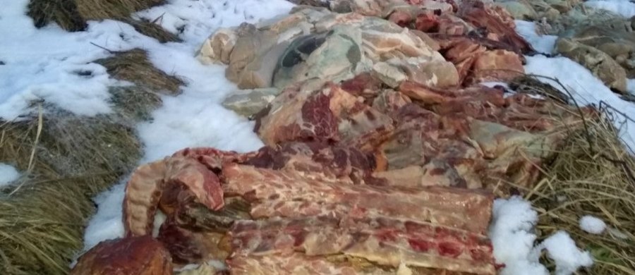 Ogromne ilości mięsa znaleziono na nieużytkach rolnych w okolicach Libiąża niedaleko Chrzanowa w Małopolsce. Policję poinformował jeden z mieszkańców. Zdjęcia mięsa wyrzuconego w okolicach Libiąża opublikował Przelom.pl - Portal Ziemi Chrzanowskiej.
