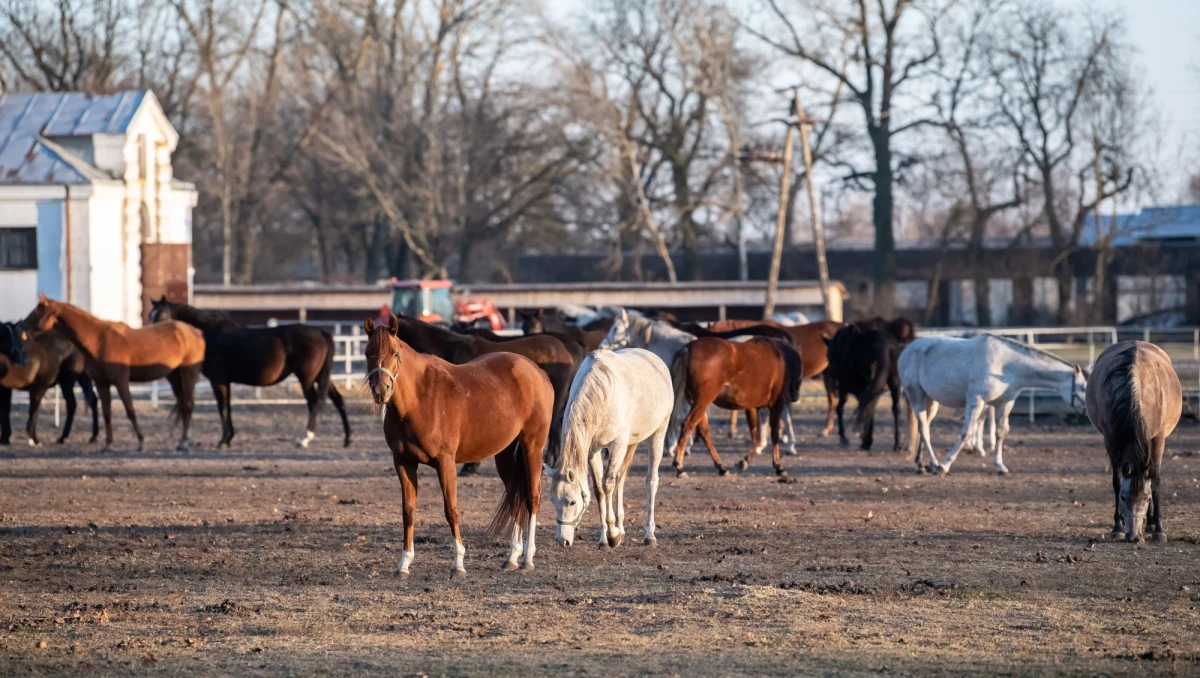 Słynne polskie stadniny koni arabskich na potężnym minusie. Jak wynika z ustaleń RMF FM, hodowle w Janowie Podlaskim i Michałowie kończą rok 2018 z milionowymi stratami na kontach. Powody – susza i słabe wyniki aukcji Pride of Poland.