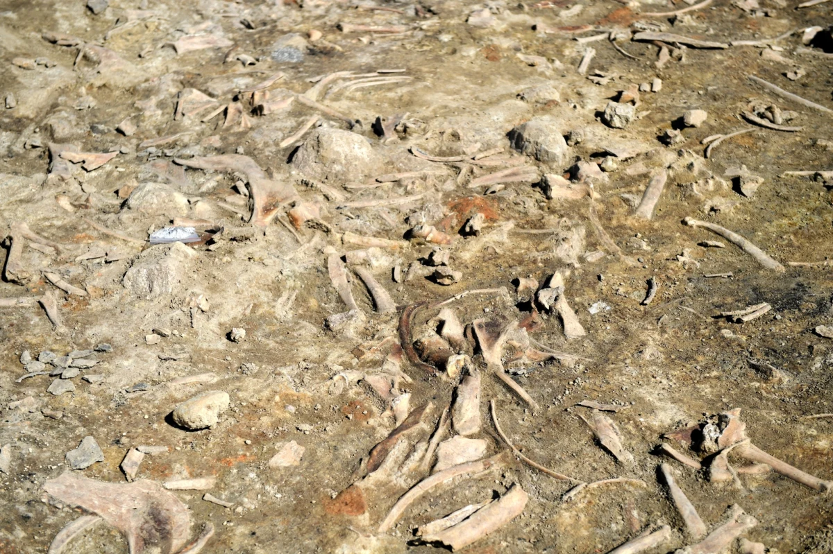 Nie ma żadnych wątpliwości, że odnalezione w Jaworniku Ruskim szczątki ludzkie należały do żołnierzy Wojska Polskiego - zapewnił w rozmowie z PAP szef pionu śledczego IPN prok. Andrzej Pozorski. Ich odkrycie i identyfikacja jest dużym sukcesem prokuratury IPN - podkreślił.