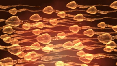 ​Selekcja plemników jak w naturze! Fertile Chip zwiększa szanse na ciążę z in vitro