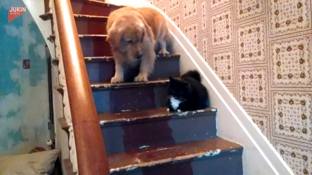Mimo, że dzieli ich różnica sił i wzrostu, to ten pies boi się kociego domownika na tyle, że, gdy utknął na schodach, potrzebna była interwencja drugiego psa.