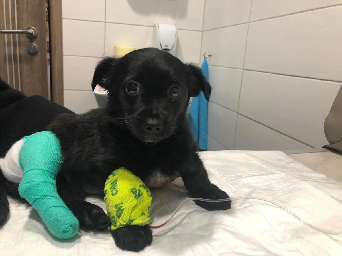 Zatrzymał się, a potem dodał gazu i przejechał po szczeniaku stojącym na jezdni – mowa o kierowcy, którego skandaliczne zachowanie zobaczyli mieszkańcy Klikuszowej. Krakowskie Towarzystwo Opieki nad Zwierzętami poszukuje sprawcy potrącenia.