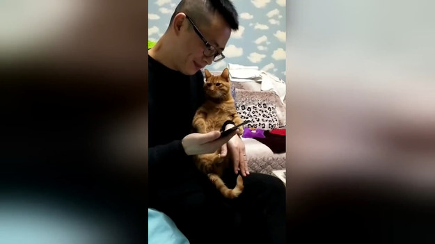 Ten kot widząc co robi jego właściciel próbował zwrócić na siebie uwagę. Oglądajcie.