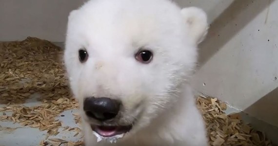 Berliński ogród zoologiczny poinformował, że urodzony na początku grudnia ubiegłego roku niedźwiedź polarny jest samiczką. Niedźwiadek właśnie został zbadany przez weterynarzy. 