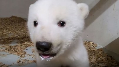 "To samiczka!". Berlińskie zoo ogłosiło płeć niedźwiedzia polarnego