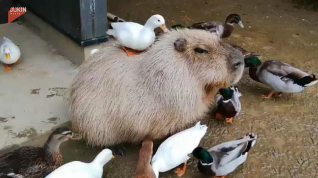 Ta kapibara to prawdziwa oaza spokoju. Zwierzę nawet nie drgnęło, ani nie dało się wyprowadzić z równowagi podczas, gdy kaczątka bawiły się wokół niej. 