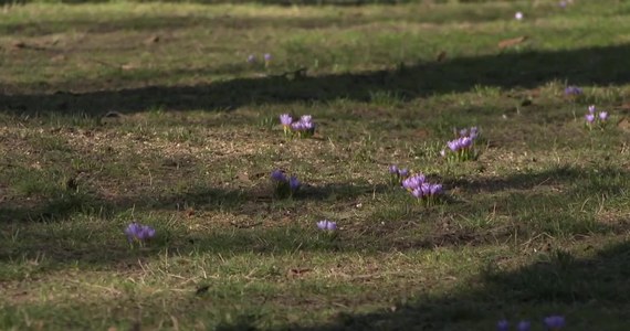 Niespodziewanie w połowie lutego do Polski zawitała wiosna. W szczecińskim parku na Jasnych Błoniach zakwitły krokusy, a tłumy mieszkańców wyszły pospacerować w pierwszy promieniach wiosennego słońca. 