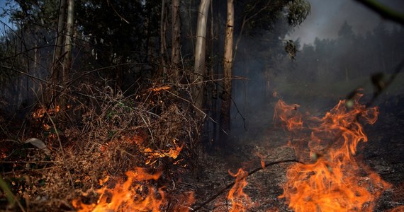 Ponad 700 strażaków i żołnierzy walczy w poniedziałek z blisko 40 pożarami szalejącymi na terenie wspólnot autonomicznych Kantabrii i Nawarry w północnej Hiszpanii. Według odpowiedzialnych za regionalne lasy za rozprzestrzenienie się żywiołu winę ponoszą podpalacze.