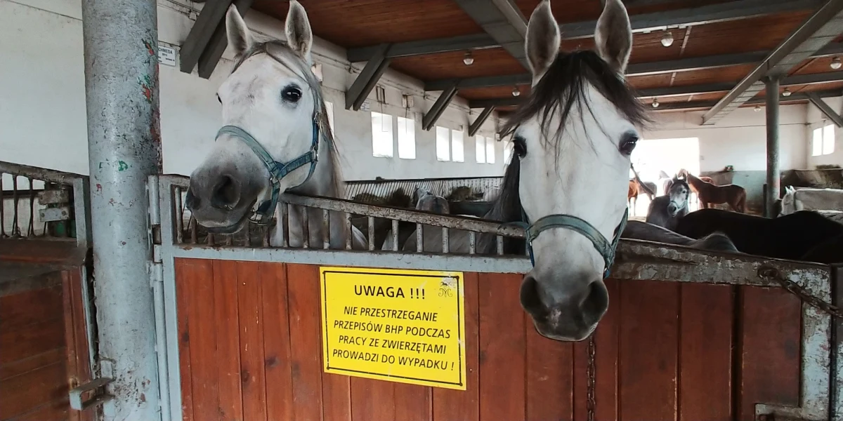 "Koń, jaki jest, każdy widzi". Tak Jerzy Białobok, cytując księdza Benedykta Chmielowskiego, odpowiada na pytanie, czy swoim następcom w Michałowie zostawił konie, które nie są tak doskonałe jak te, które razem z Markiem Trelą za grube miliony euro sprzedawali na aukcjach Pride of Poland w Janowie Podlaskim. Anna Stojanowska, która im doradzała, twierdzi, że żadne z nich nie myślało, że po 3 latach, jakie mijają od ich zwolnienia, polska hodowla znajdzie się w tak złej sytuacji.