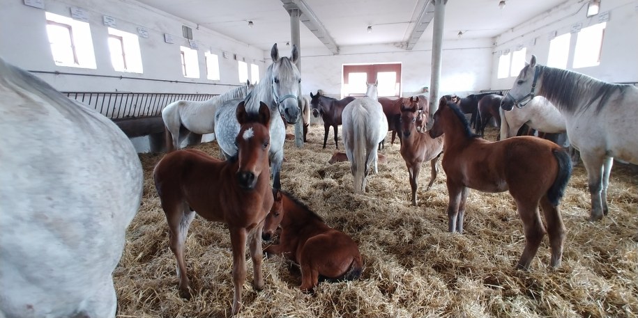 /Tomasz Staniszewski /RMF FM