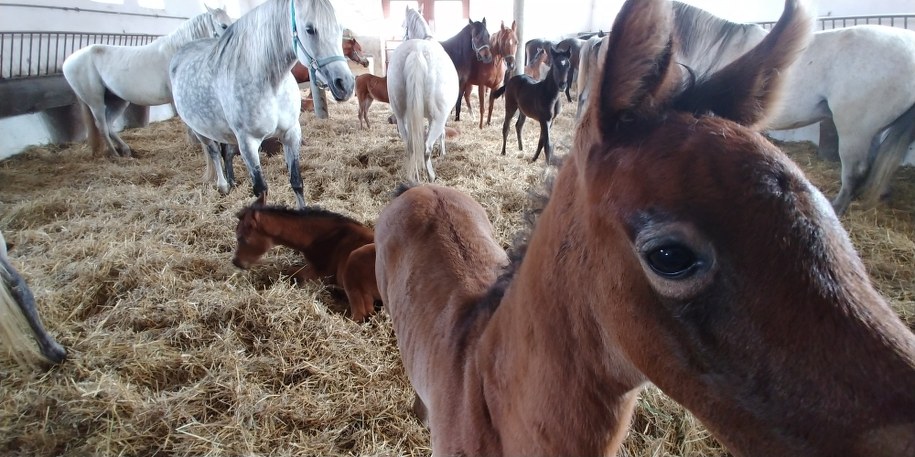 /Tomasz Staniszewski /RMF FM