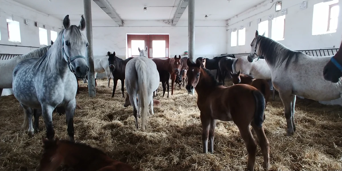 "Michałów na pewno był organizatorem aukcji w roku 2018, w 2019 na pewno nim nie będzie" -  mówi w RMF FM Monika Słowik, wieloletnia szefowa Wrocławskiego Toru Wyścigów Konnych oraz Stada Ogierów Książ, od sierpnia 2018 roku pełniąca obowiązki prezesa stadniny koni arabskich właśnie w Michałowie. Co już wie o stadninie? Ile wynosi strata Michałowa za ubiegły rok? Co ma z tym wspólnego susza, a co ponad 90 źrebaków, które mają urodzić się w tym sezonie? Wreszcie - kim są Kropka i Kokon?