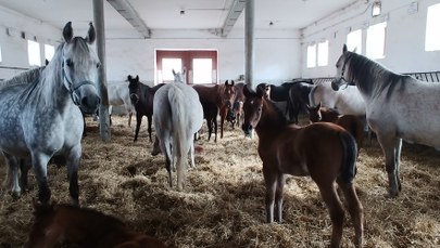 Prezes stadniny w Michałowie: Każdego dnia uczę się koni