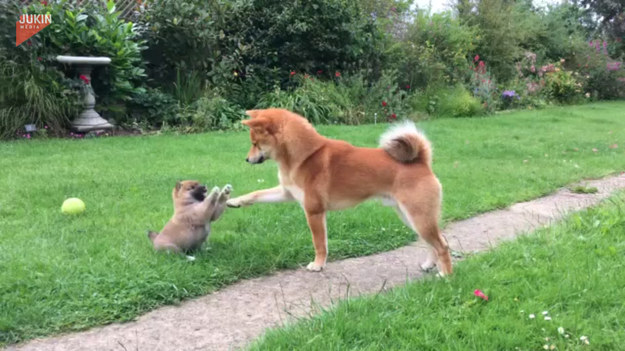 Ten pies poznał swojego szczeniaka po raz pierwszy. Rozczulające.
