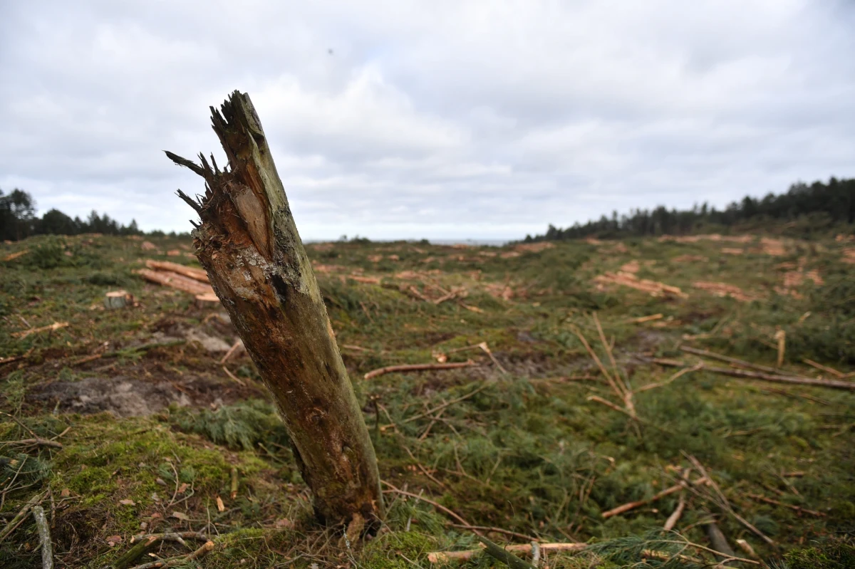 Wycinka jest zakończona. Wszystkie drzewa, które miały być wycięte, zostały wycięte - poinformował rzecznik prasowy Regionalnej Dyrekcji Lasów Państwowych w Gdańsku Jerzy Krefft. Szereg pytań dotyczących wycinki drzew na Mierzei Wiślanej skierowała do polskiego rządu Komisja Europejska. Tymczasem minister Marek Gróbarczyk oznajmił, że wykonawca przekopu powinien zostać wyłoniony w ciągu czterech do sześciu miesięcy od otwarcia ofert. 