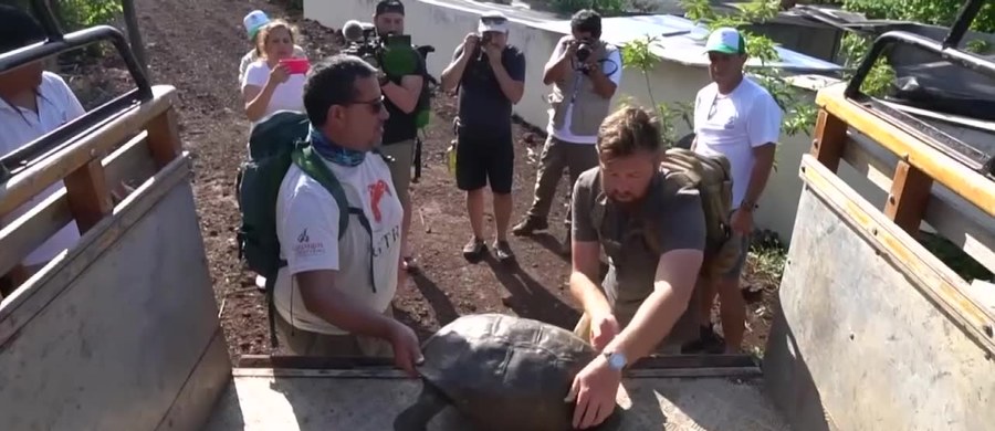 Strażnicy parku narodowego Galapagos znaleźli żółwia z gatunku, który był uważany za wymarły od ponad stu lat. Osobnika odnaleziono na należącej do archipelagu wyspie Fernandina. 