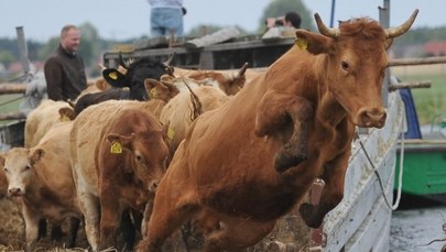 ​KE: Czesi nie mają prawa kontrolować całego importu polskiej wołowiny