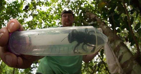 Naukowcy od dziesiątek lat byli przekonani, że gatunek pszczoły Megachile pluto wyginął. Teraz pszczołę wielkości ludzkiego kciuka znaleziono na jednej z indonezyjskich wysp.