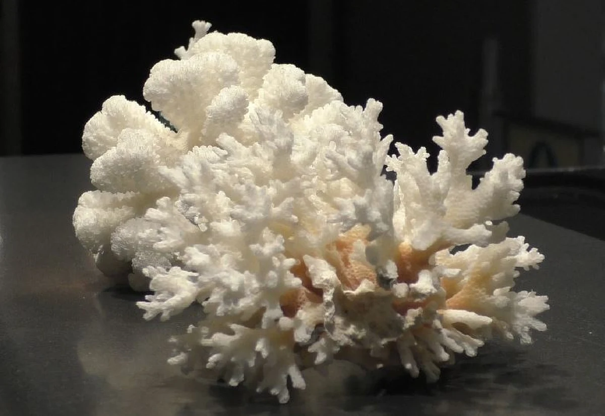 Ponad 10 kg rafy koralowej w bagażu podróżnego z Wietnamu znaleźli celnicy na warszawskim lotnisku.