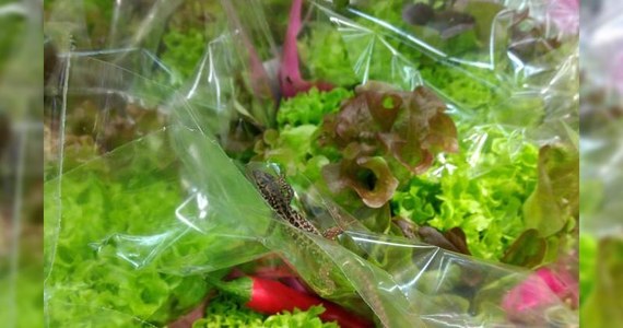 Na niewielkiego gekona natrafiła mieszkanka Szczecinka w Zachodniopomorskiem podczas robienia zakupów w jednym z miejscowych marketów. Zwierzę było w sałacie.