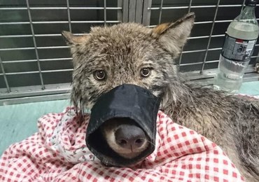 Myśleli, że ratują tonącego psa. Był to… wilk