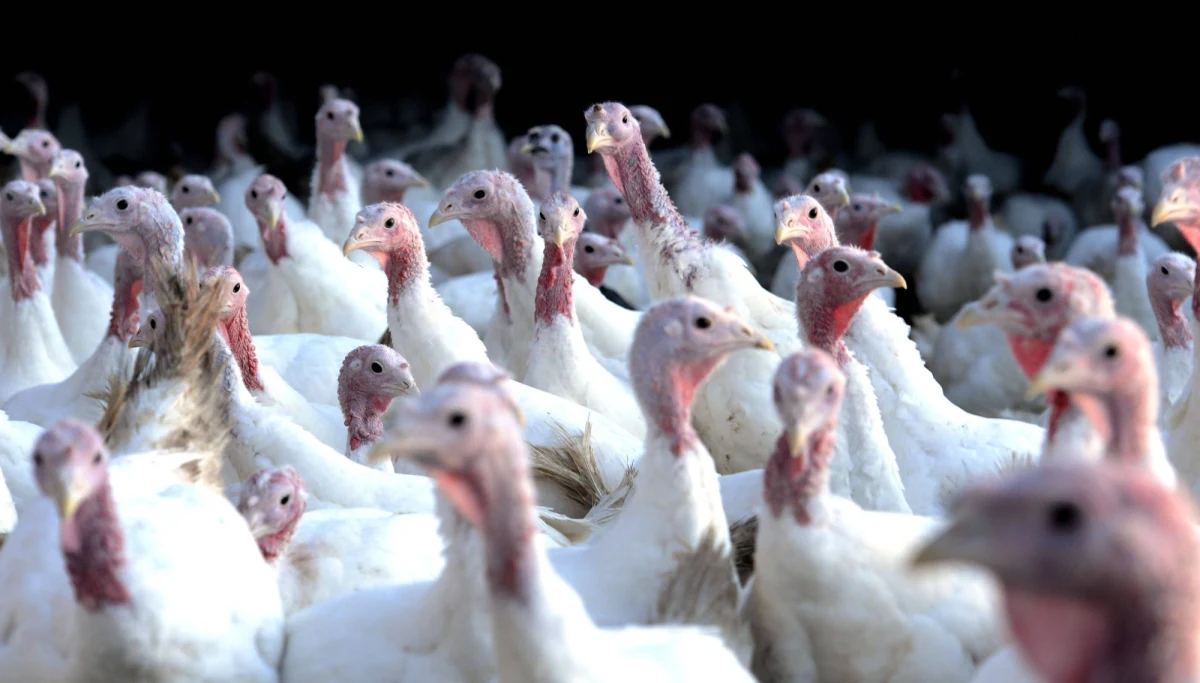 ​Trwa dogaszanie pożaru, jaki w nocy z piątku na sobotę wybuchł w fermie drobiu pod Szamocinem w Wielkopolsce. W objętym ogniem kurniku znajdowało się od 4,5 do 6 tys. młodych indyków. Zwierząt nie udało się uratować.