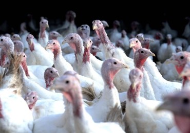 Nocny pożar fermy drobiu. Spłonęło kilka tysięcy indyków