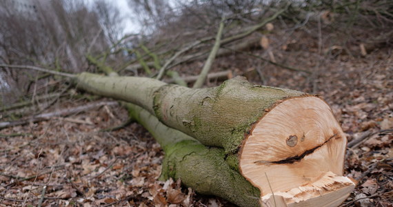 Drzewo przygniotło mężczyznę, który prowadził wycinkę na prywatnej posesji w Domecku w województwie opolskim - poinformował oficer dyżurny Komendy Wojewódzkiej Państwowej Straży Pożarnej w Opolu. Ranny został przewieziony do szpitala.