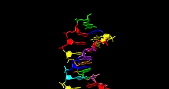 NASA ma nowy pomysł na szukanie pozaziemskiego życia. Sfinansowała badania, których wyniki pokazują, jak może działać inne DNA od naszego. To, które jest nośnikiem informacji genetycznej na Ziemi, jak dobrze wiemy ze szkoły, zawiera cztery litery, tak zwane nukleotydy, pochodne zasad azotowych, adeniny, guaniny, cytozyny i tyminy. Naukowcy z kilku amerykańskich instytutów zsyntetyzowali teraz DNA, które zawiera osiem liter, poza A, G, C i T także cztery inne. Nazwano je "hachimoji" DNA, co po japońsku właśnie... osiem liter. Jak pisze w najnowszym numerze czasopismo "Science", nowe DNA, podobnie jak nasze, może przechowywać i przekazywać informację.