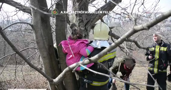 Węgierscy strażacy uratowali dziewczynkę, która zaklinowała się między konarami drzewa. Dziecko prawdopodobnie bawiąc się weszło na drzewo, po czym jego noga utkwiła w szczelinie pomiędzy gałęziami. Strażacy początkowo ostrożnie wycieli za pomocą piły mechanicznej drobniejsze gałęzie wokół nogi dziewczynki, aby uzyskać do niej lepszy dostęp, po czym udało im się ją oswobodzić.