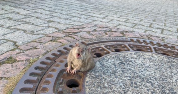 Strażacy z niemieckiego miasta Bensheim dostali nietypowe wezwanie: pomocy potrzebował tłusty szczur. Był zbyt gruby, żeby przecisnąć się przez dziurę w klapie studzienki ściekowej.