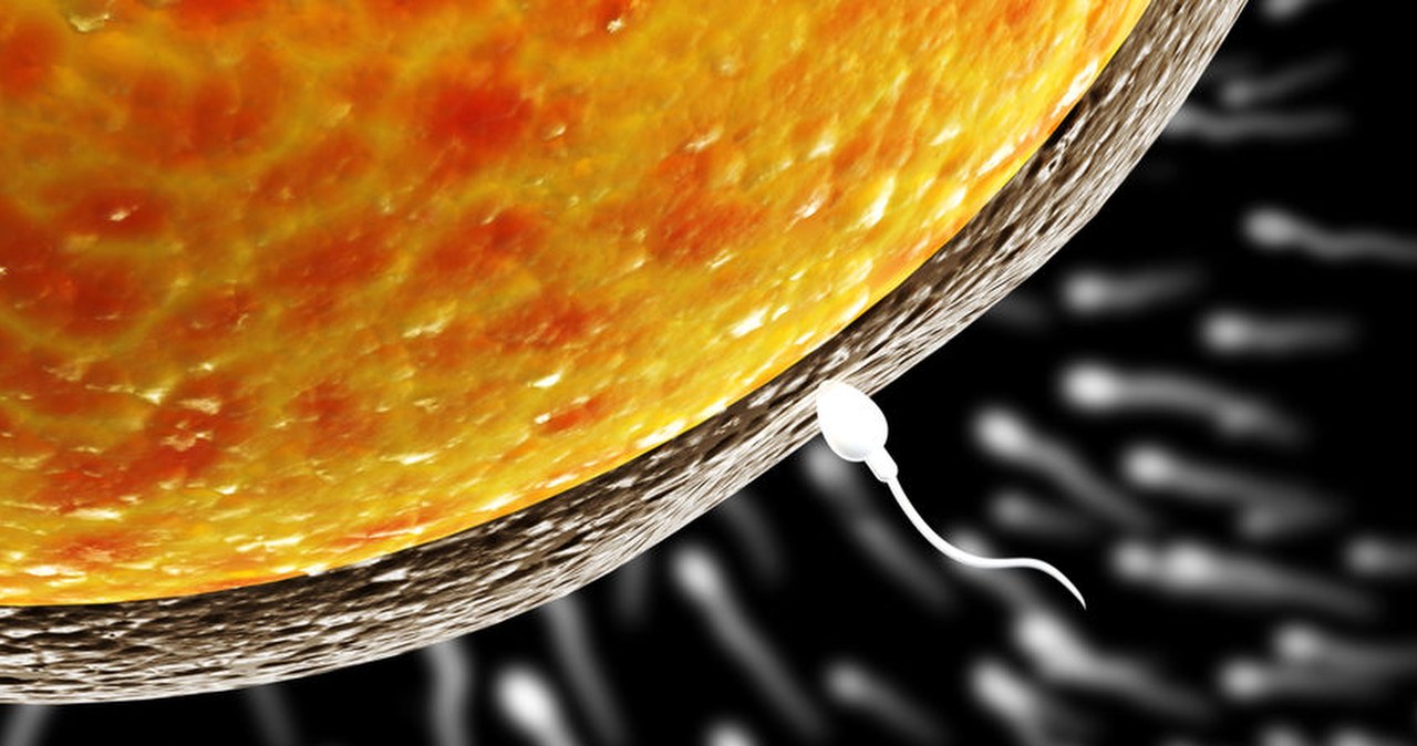 Reprodukcja w kosmosie zagrożona? Wpływ mikrograwitacji na plemniki