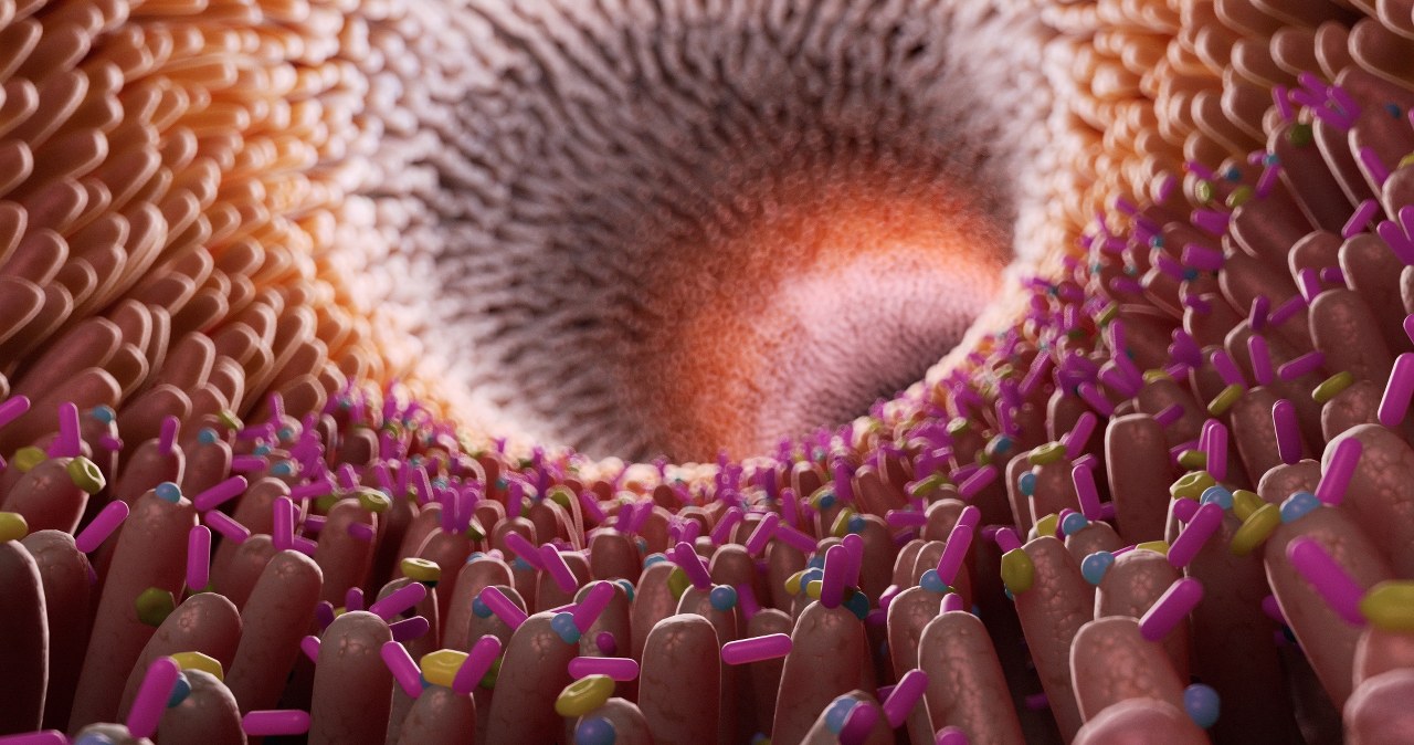 Bakterie produkujące serotoninę. Pierwsze takie odkrycie w jelitach