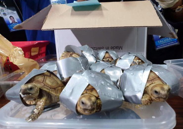 Pasażer chciał przemycić w bagażu ponad tysiąc żółwi!