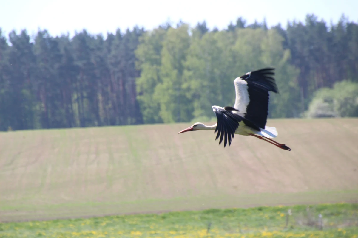 Bociany, które udało się już zaobserwować na dachach polskich domów, nie przyleciały do nas z Afryki, a prawdopodobnie zimowały w naszym kraju. Na pierwszego bociana, który przyleci z ciepłych krajów, musimy jeszcze chwilę poczekać.