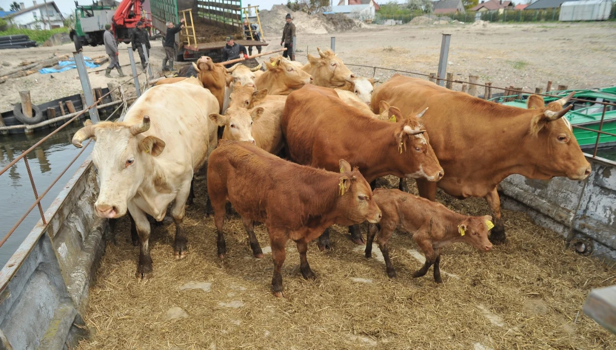 Czeski minister rolnictwa Miroslav Toman w liście do Komisji Europejskiej napisał, że wszystkie kraje Unii Europejskiej powinny wprowadzić takie same kontrole polskiej wołowiny, jakie obowiązują w Czechach - poinformował rzecznik resortu Vojtiech Bily.