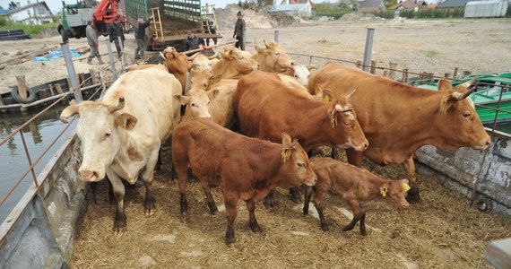 Czeski minister rolnictwa Miroslav Toman w liście do Komisji Europejskiej napisał, że wszystkie kraje Unii Europejskiej powinny wprowadzić takie same kontrole polskiej wołowiny, jakie obowiązują w Czechach - poinformował rzecznik resortu Vojtiech Bily.