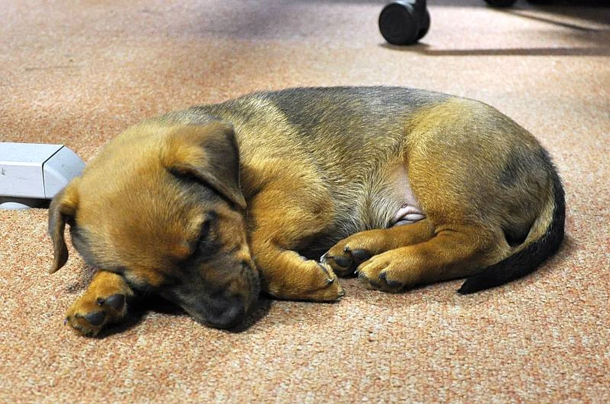 Jeden ze strażników miejskich w Warszawie przygarnął psa, który błąkał się w okolicach przystanku tramwajowego przy ulicy Młynarskiej. Zwierzak dołączy do suczki Figi oraz kota Pioruna. 